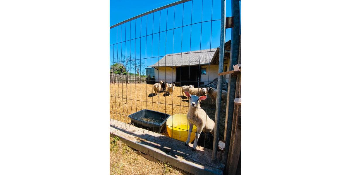Bauernhaus, Landhaus Rittersdorf - 13 Zimmer, 700 m&sup2;, 395.000&euro; | Angebot:8801783